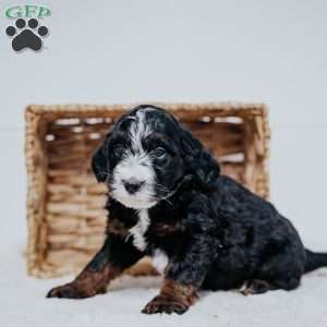 Calvin, Mini Bernedoodle Puppy