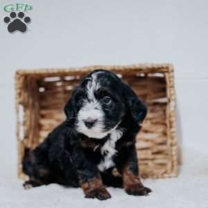 Calvin, Mini Bernedoodle Puppy