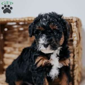 Carlo, Mini Bernedoodle Puppy