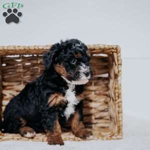Carlo, Mini Bernedoodle Puppy