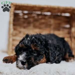 Carlo, Mini Bernedoodle Puppy