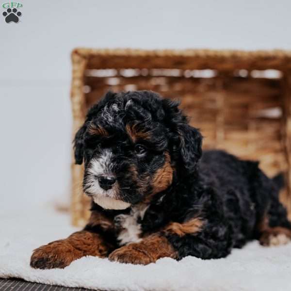 Carlo, Mini Bernedoodle Puppy