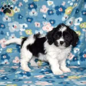 Tux, Cavachon Puppy