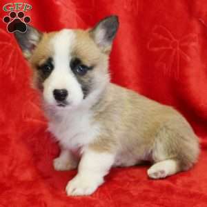 Tinsel, Pembroke Welsh Corgi Puppy