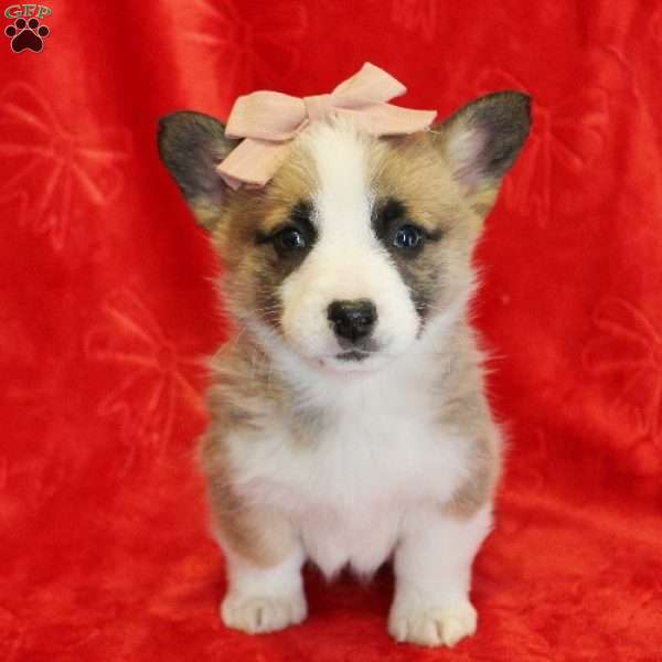 Tinsel, Pembroke Welsh Corgi Puppy