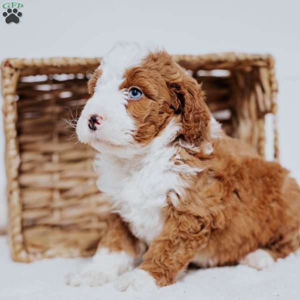 Chief, Mini Bernedoodle Puppy