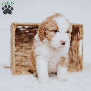 Chip, Mini Bernedoodle Puppy