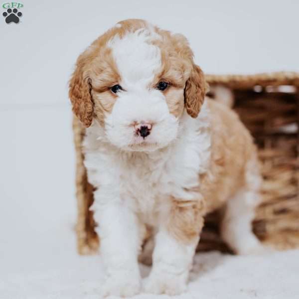 Chip, Mini Bernedoodle Puppy