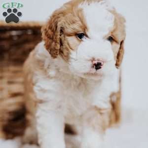 Chip, Mini Bernedoodle Puppy