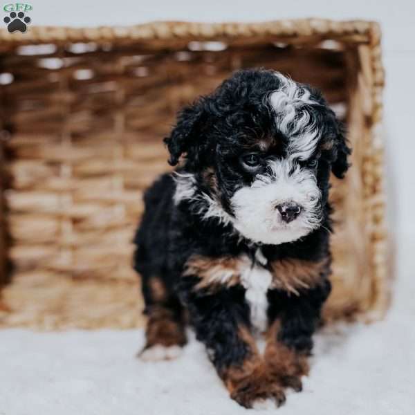 Chuck, Mini Bernedoodle Puppy