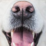 closeup of golden retriever with light fur and a nose turning pink