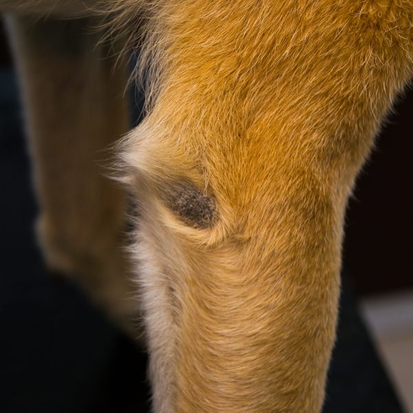 closeup view of an elbow hygroma on a dog