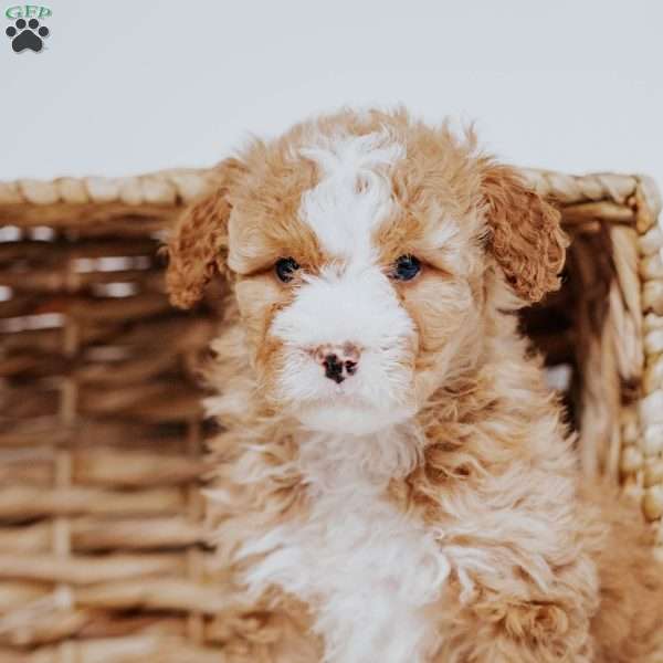 Coco, Mini Bernedoodle Puppy