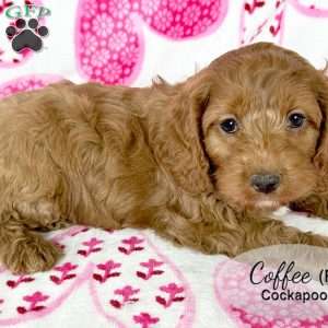 Coffee, Cockapoo Puppy