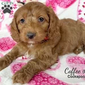 Coffee, Cockapoo Puppy