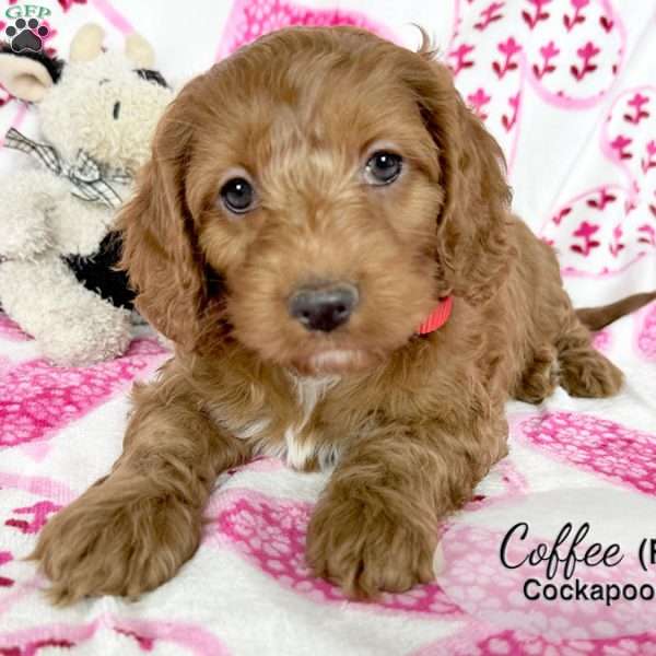 Coffee, Cockapoo Puppy