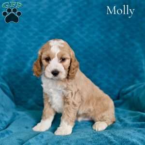 Molly, Cockapoo Puppy