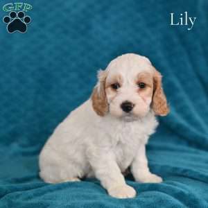 Lily, Cockapoo Puppy