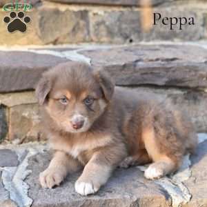 Peppa, Australian Shepherd Puppy