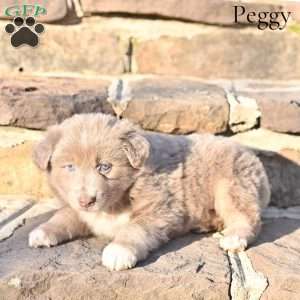 Peggy, Australian Shepherd Puppy