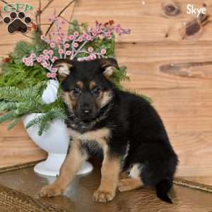 Skye, German Shepherd Puppy