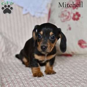 Mitchell, Dachshund Puppy
