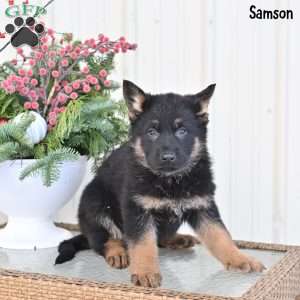 Samson, German Shepherd Puppy