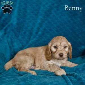 Benny, Cockapoo Puppy