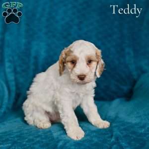 Teddy, Cockapoo Puppy