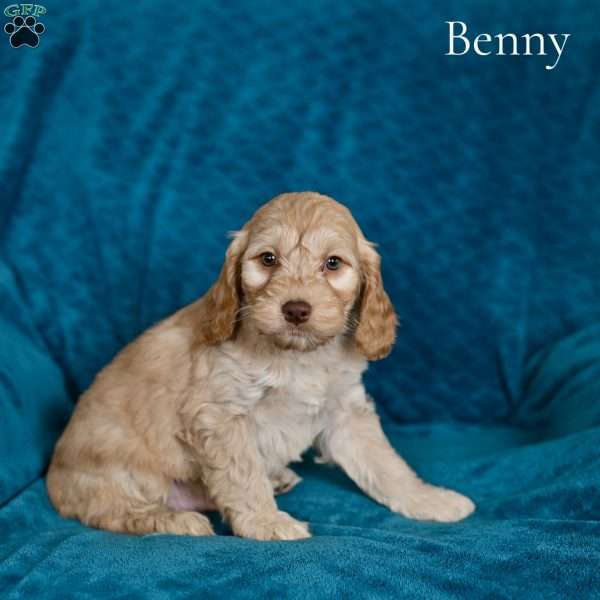 Benny, Cockapoo Puppy