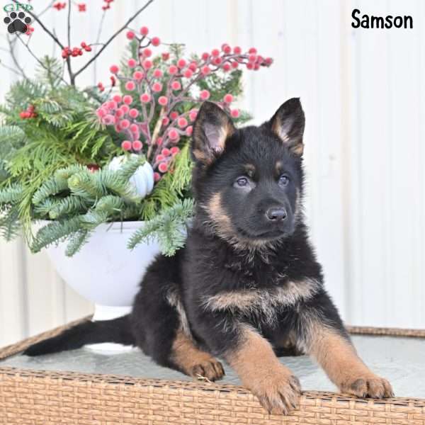Samson, German Shepherd Puppy
