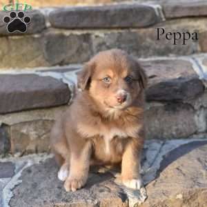 Peppa, Australian Shepherd Puppy