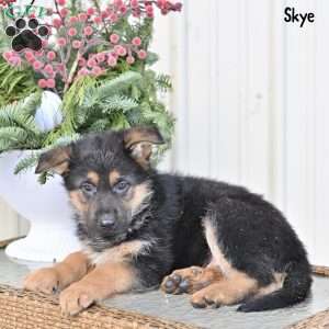Skye, German Shepherd Puppy