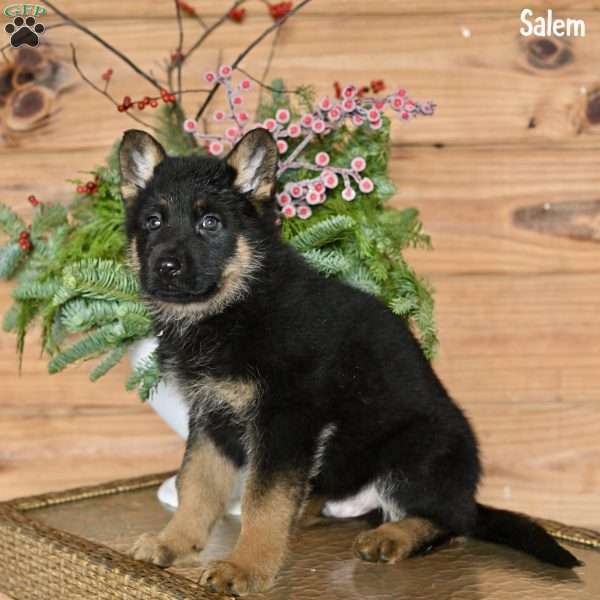 Salem, German Shepherd Puppy