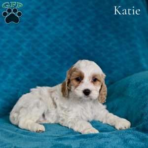 Katie, Cockapoo Puppy