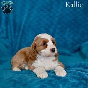 Kallie, Cockapoo Puppy