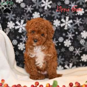 Little Gem, Toy Poodle Puppy