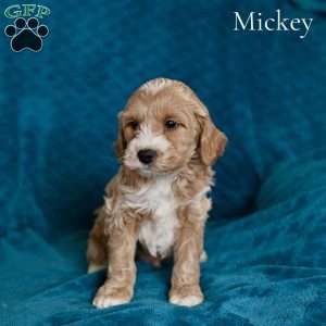 Micky, Cockapoo Puppy