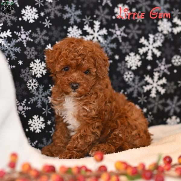 Little Gem, Toy Poodle Puppy