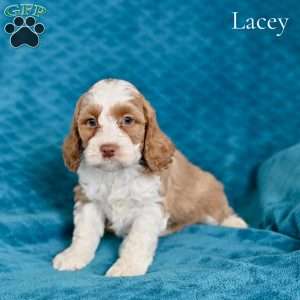 Lacey, Cockapoo Puppy