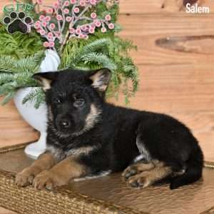 Salem, German Shepherd Puppy