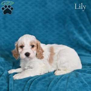 Lily, Cockapoo Puppy