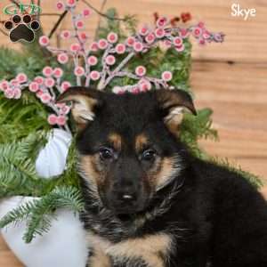 Skye, German Shepherd Puppy