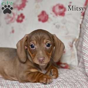 Mitsy (mini), Dachshund Puppy