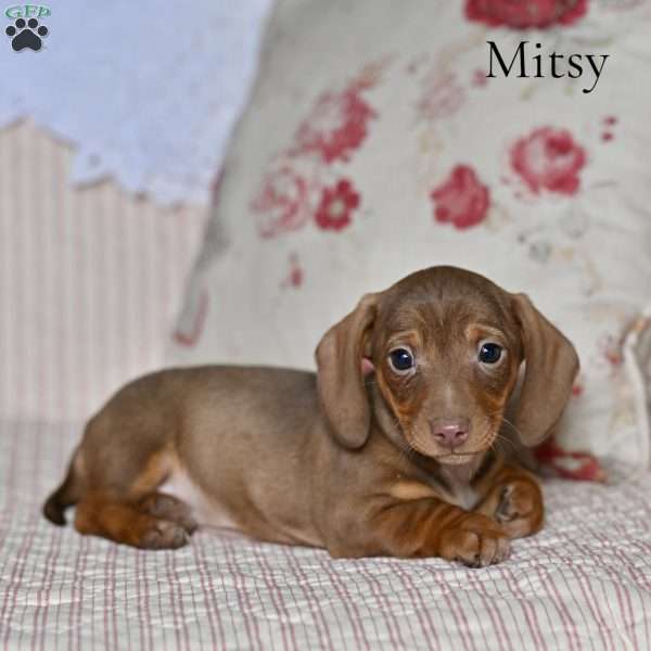 Mitsy (mini), Dachshund Puppy
