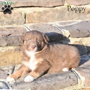Poppy, Australian Shepherd Puppy