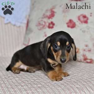 Malachi, Dachshund Puppy