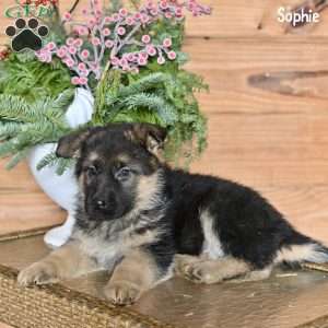 Sophie, German Shepherd Puppy