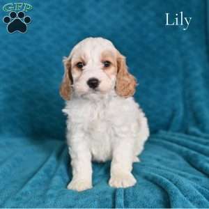 Lily, Cockapoo Puppy