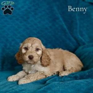 Benny, Cockapoo Puppy